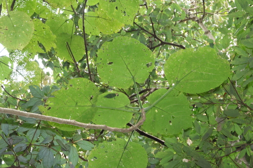 Dendrocnide excelsa, photograph 4