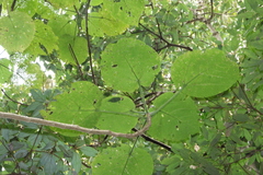 Dendrocnide excelsa, photograph (c) Greg Tasney, some rights reserved (CC BY-SA)