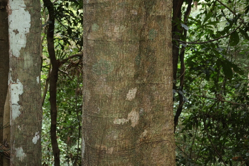 Dendrocnide excelsa, photograph 5