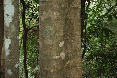 Dendrocnide excelsa, photograph (c) Greg Tasney, some rights reserved (CC BY-SA)