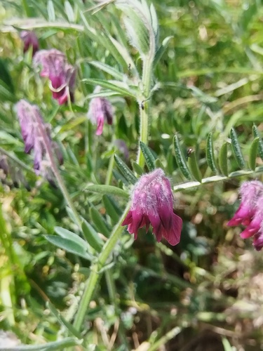 Vicia benghalensis