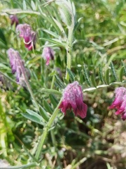 Vicia benghalensis