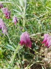 (c) Jared Zachary Herman, some rights reserved (CC BY) Vicia benghalensis, photograph (c) Jared Zachary Herman, some rights reserved (CC BY)
