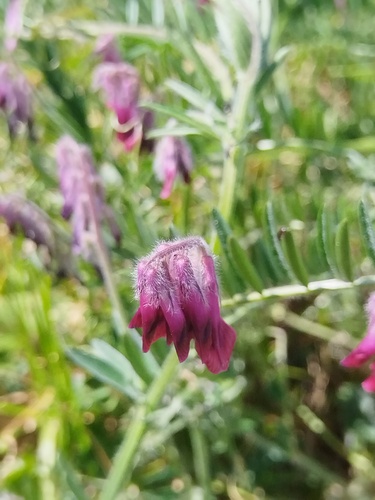 Vicia benghalensis, photograph 2