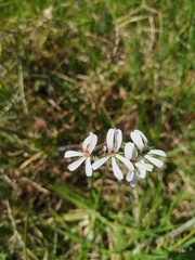 Pelargonium alchemilloides, photograph (c) Jared Zachary Herman, some rights reserved (CC BY)