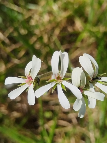 Pelargonium alchemilloides, photograph 6