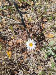 Felicia amelloides