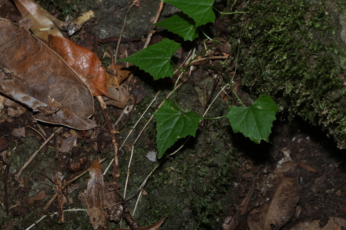 Zehneria cunninghamii observed 2026-09-13
