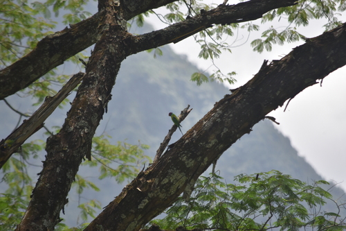 Plum-headed Parakeet