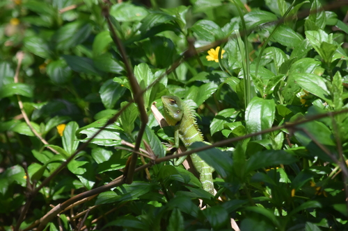 Common Green Forest Lizard