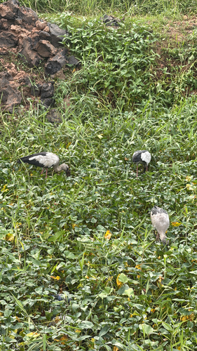 Asian Openbill