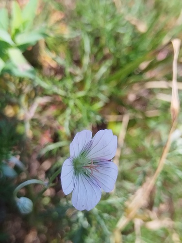 Geranium incanum