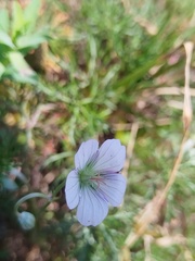 Geranium incanum