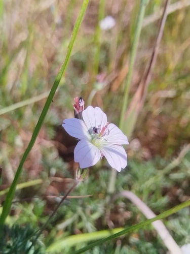 Geranium incanum, photograph 2