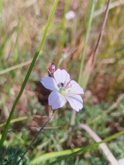 (c) Jared Zachary Herman, some rights reserved (CC BY) Geranium incanum, photograph (c) Jared Zachary Herman, some rights reserved (CC BY)