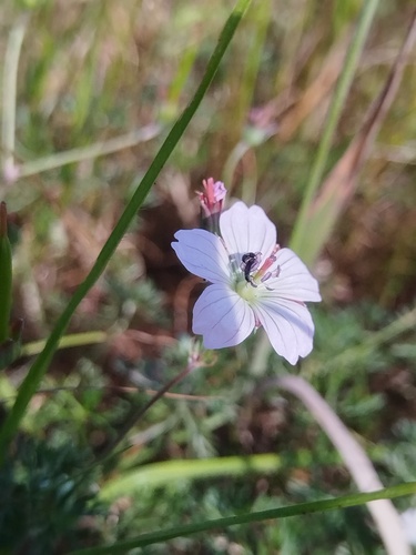 Geranium incanum, photograph 4