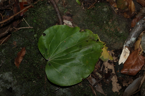 Legnephora moorei, photograph 4