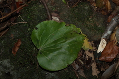 Legnephora moorei, photograph (c) Greg Tasney, some rights reserved (CC BY-SA)