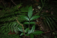 (c) Greg Tasney, some rights reserved (CC BY-SA) Rhodosphaera rhodanthema, photograph (c) Greg Tasney, some rights reserved (CC BY-SA)