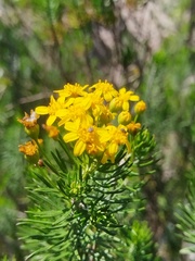 Euryops linifolius, photograph (c) Jared Zachary Herman, some rights reserved (CC BY)