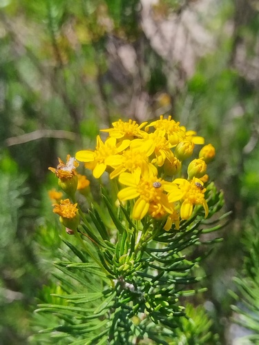 Euryops linifolius, photograph 1