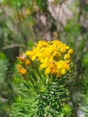 Euryops linifolius