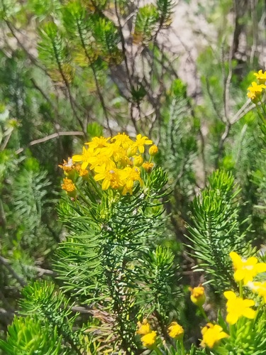 Euryops linifolius, photograph 3