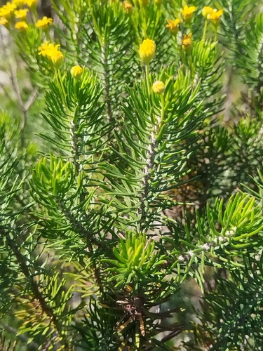 Euryops linifolius, photograph 4