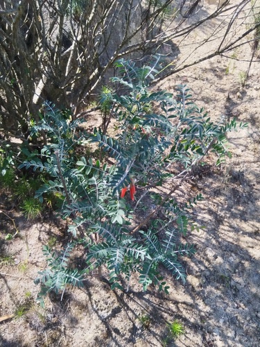 Lessertia frutescens, photograph 4
