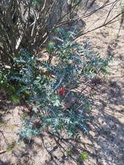 Lessertia frutescens, photograph (c) Jared Zachary Herman, some rights reserved (CC BY)