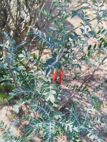 Lessertia frutescens, photograph 5