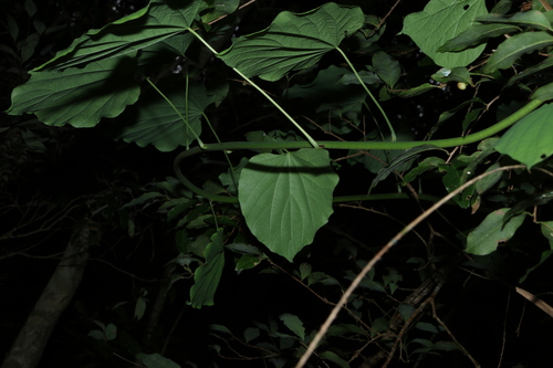 Legnephora moorei, photograph 3