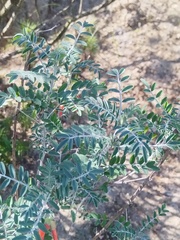 Lessertia frutescens, photograph (c) Jared Zachary Herman, some rights reserved (CC BY)