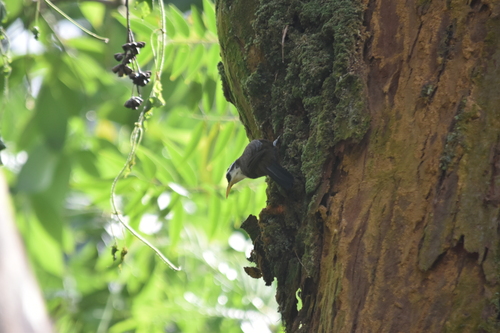 Sri Lanka Scimitar-Babbler