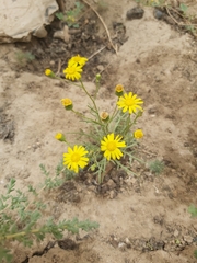 Senecio glaucus