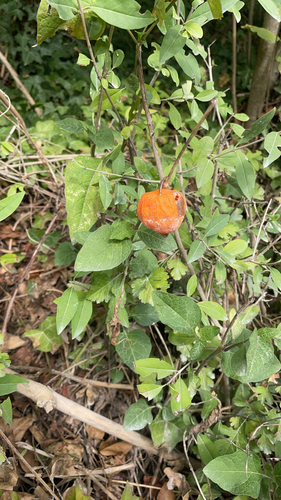 Japanese-lantern
