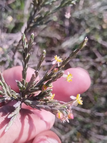 Struthiola ciliata, photograph 2