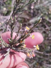 (c) Jared Zachary Herman, some rights reserved (CC BY) Struthiola ciliata, photograph (c) Jared Zachary Herman, some rights reserved (CC BY)