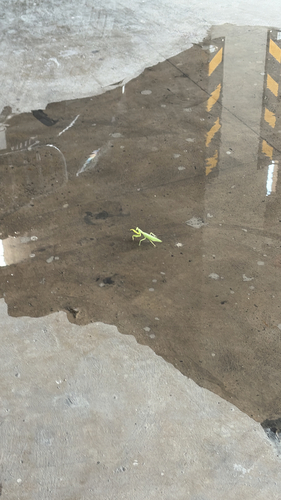 Giant Asian Mantis