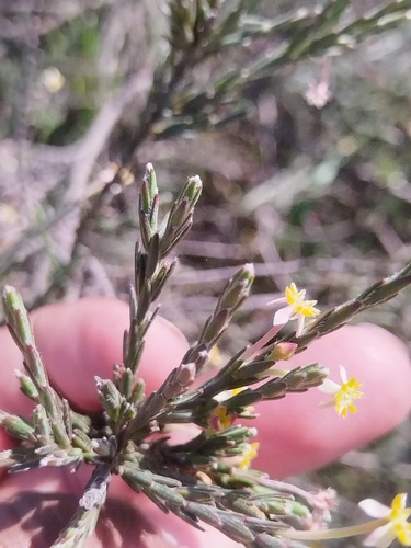 Struthiola ciliata