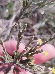 Struthiola ciliata