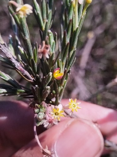 Struthiola ciliata, photograph 3