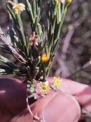 (c) Jared Zachary Herman, some rights reserved (CC BY) Struthiola ciliata, photograph (c) Jared Zachary Herman, some rights reserved (CC BY)