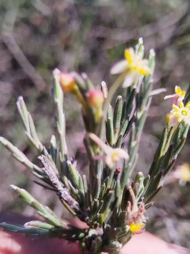 Struthiola ciliata, photograph 4