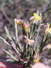(c) Jared Zachary Herman, some rights reserved (CC BY) Struthiola ciliata, photograph (c) Jared Zachary Herman, some rights reserved (CC BY)