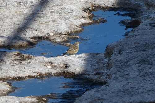 Rock Pipit