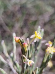 (c) Jared Zachary Herman, some rights reserved (CC BY) Struthiola ciliata, photograph (c) Jared Zachary Herman, some rights reserved (CC BY)