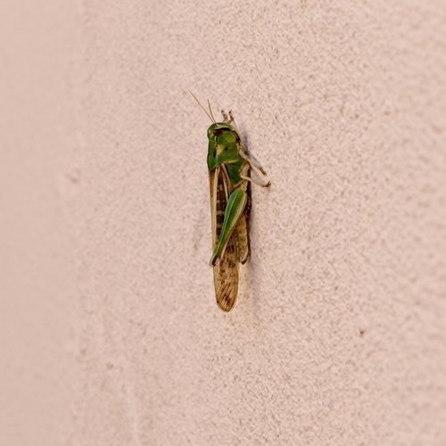 Migratory Locust