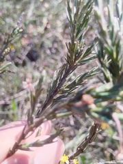 Struthiola ciliata, photograph (c) Jared Zachary Herman, some rights reserved (CC BY)