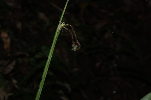 Gymnostachys anceps, photograph 2